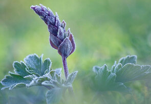 posledné pohryznutia zimy