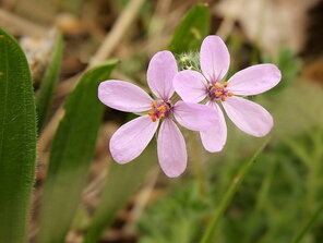 dva kvietky v tráve