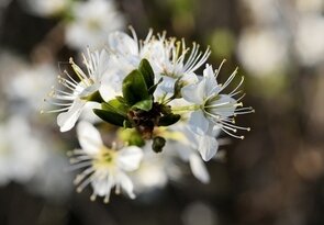 ... má tykadlová ii ...