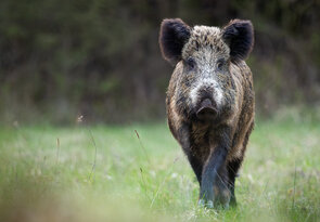 • Ladným krokom •