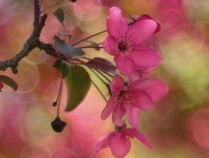 Ružové kvety jabloní