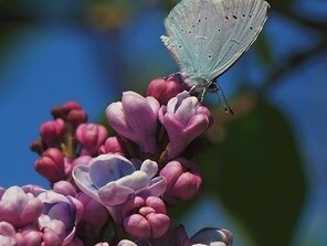 Modráčik a orgován