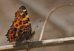 Babôčk sieťkovaná