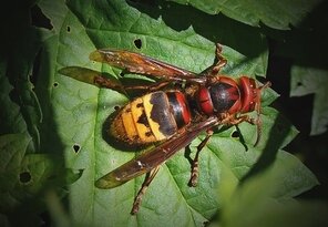 Nečakané stretnutie