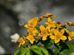v potoku