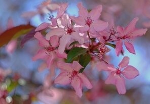 Jablone pink II