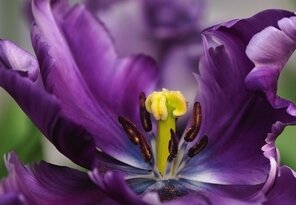 Tulipán