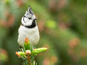 Lophophanes cristatus