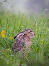 Lepus europaeus