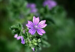... malva sylvestris ...