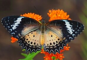 Centhosia biblis
