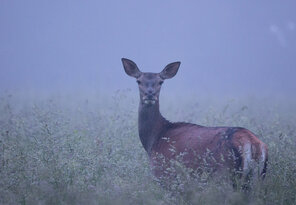 Cervus elaphus