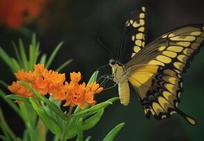 Elegán