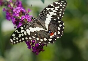 Papilio demoleus