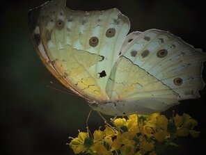 Protogoniomorpha parhassus