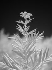 plantalien..
