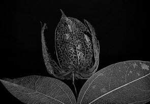 fragile flower...