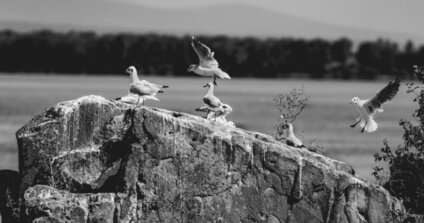Nalietavanie