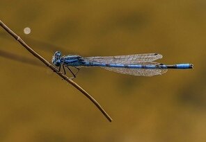 nad hladinou