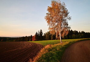 Solitér mezi liniemi