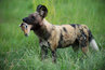 Pes hyenovitý