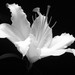 Lilly