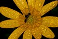 Botanicka - OPEN(2)