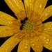 Botanicka - OPEN(2)