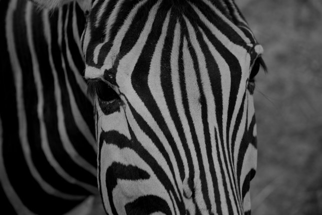 Zebra B&W