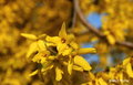 Yellow World