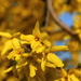Yellow World