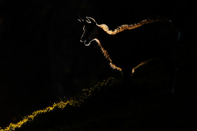 Spot light