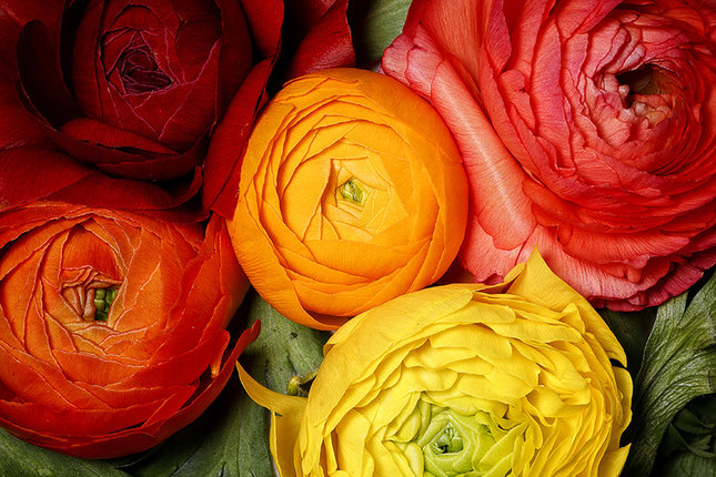 colors