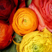 colors