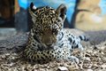 Hanblivý jaguár