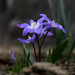 CHionodoxa forbesii - Modravka