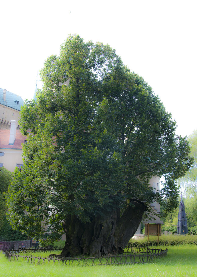 Lipa kráľa Mateja