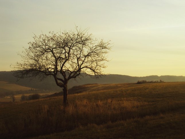 Osamelý strom 1.