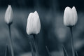 3flowers