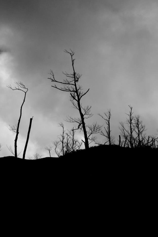 Čiernobiela príroda