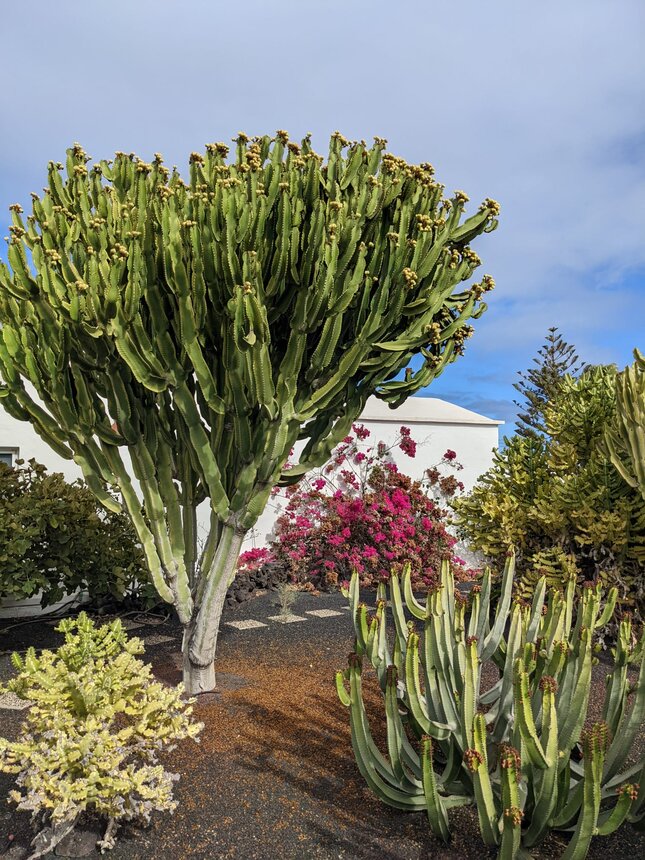 Lanzarote - ostrov kaktusov 🌵