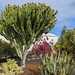 Lanzarote - ostrov kaktusov 🌵