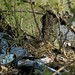 Divá kačka na hniezde obklopená odpadkami