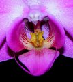 Orchidea