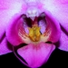 Orchidea