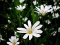 White flower