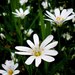 White flower