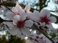 Slivka čerešňoplodá (Prunus cerasifera nigra)