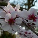 Slivka čerešňoplodá (Prunus cerasifera nigra)