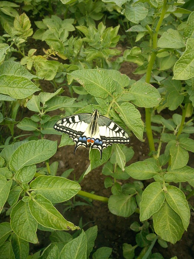motýľ - vidlochvost
